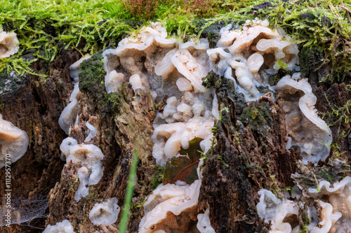 close-up of a large group of trembling Merulius photo