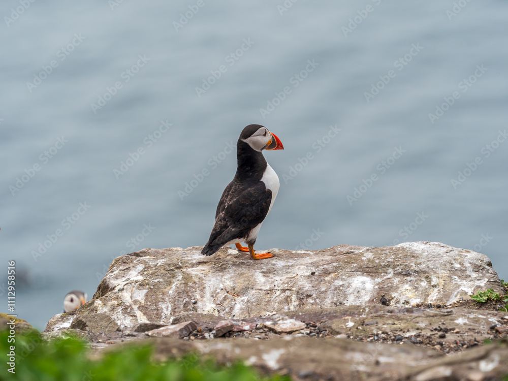 Atlantic Puffin on Farne Island Atlantic Puffin on Farne Island
