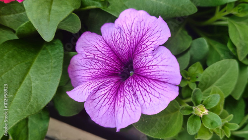 purple petunia flower with green leaves close up