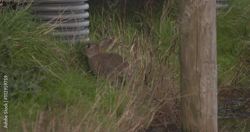 Rabbit nibbles grazing long grass slow motion