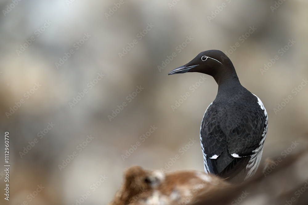 Common murre, common guillemot (Uria aalge) at Hornøya island, Norway