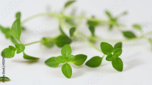 Fresh green thyme rotating on a white table