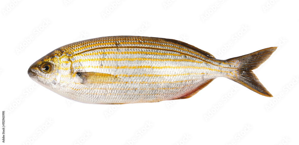 Fish Salema porgy, goldline, isolated on white background (Sarpa salpa)
