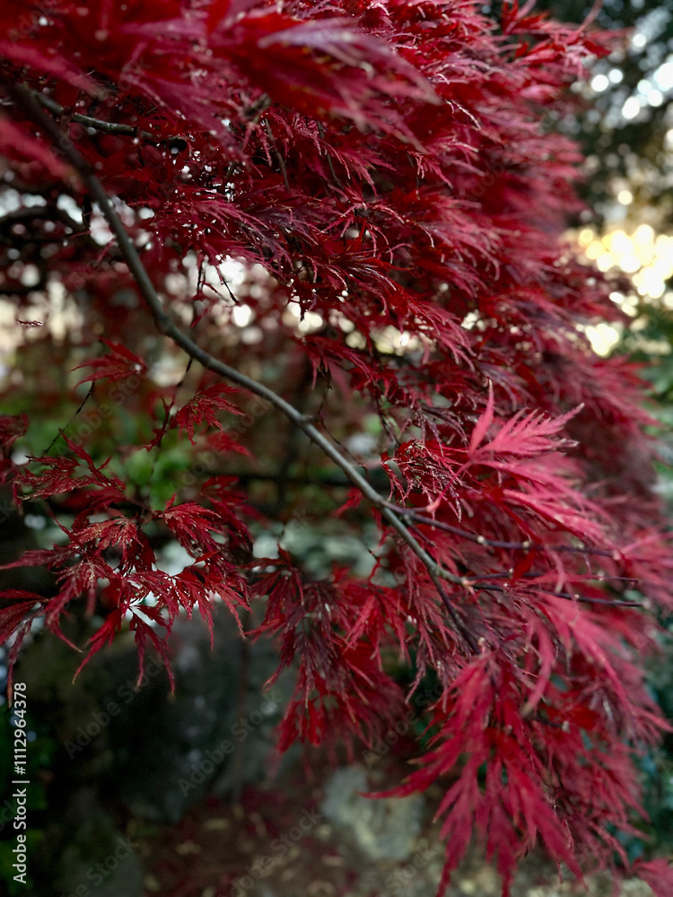 A vibrant red Japonese maple A vibrant red Japonese maple