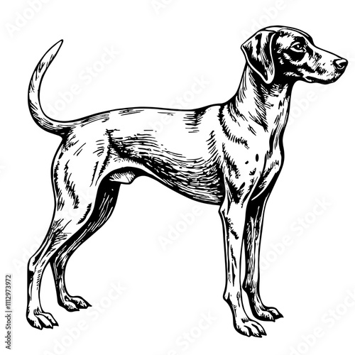 Elegant hound dog standing in black and white sketch