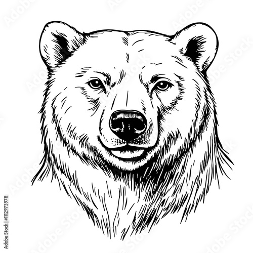 Bear head portrait in black and white line art style
