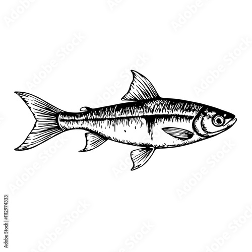 Hand-drawn fish in black and white sketch style