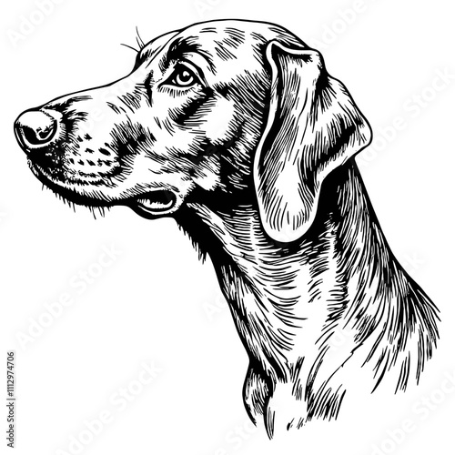 Dog portrait in black and white sketch style