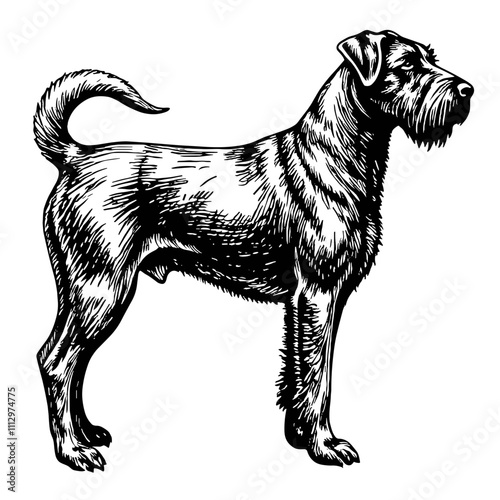 Terrier dog standing in profile black and white illustration