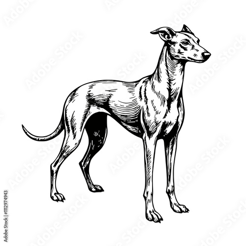 Elegant greyhound standing in black and white illustration