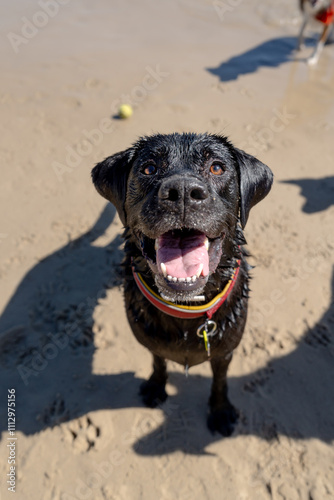 Happy black labrador retriever standing on beach photo