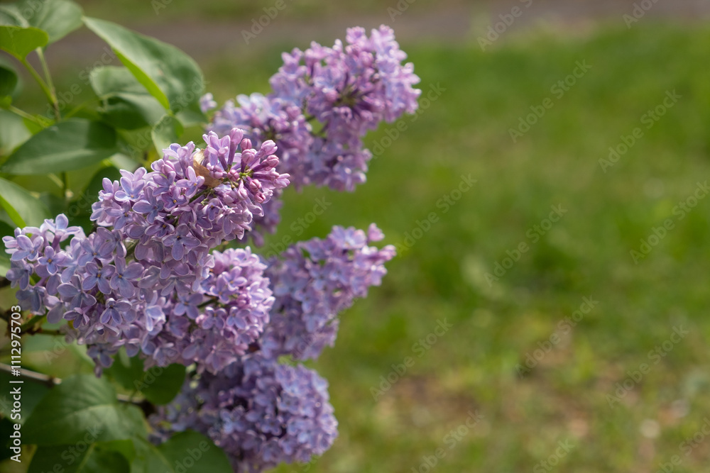 Large flowering branch of lilac with leaves on a beautiful green background Large flowering branch of lilac with leaves on a beautiful green background