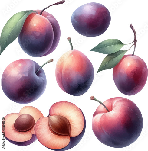 Set with plums in watercolor style. Watercolor plums