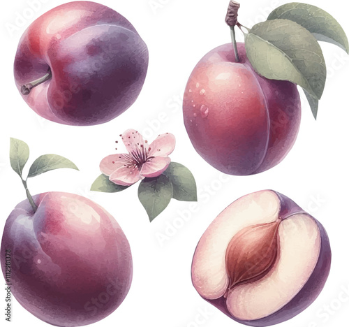 Set with plums in watercolor style. Watercolor plums