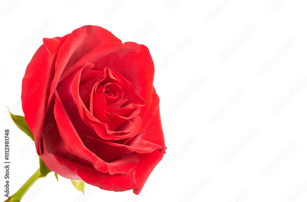 red single rose flower on white background red single rose flower on white background