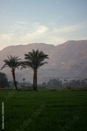 aerial view of a sugar cane field in Luxor, Egypt photo