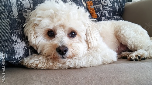 National Puppy Day Adorable fluffy poodle resting comfortably on a couch with decorative pillow