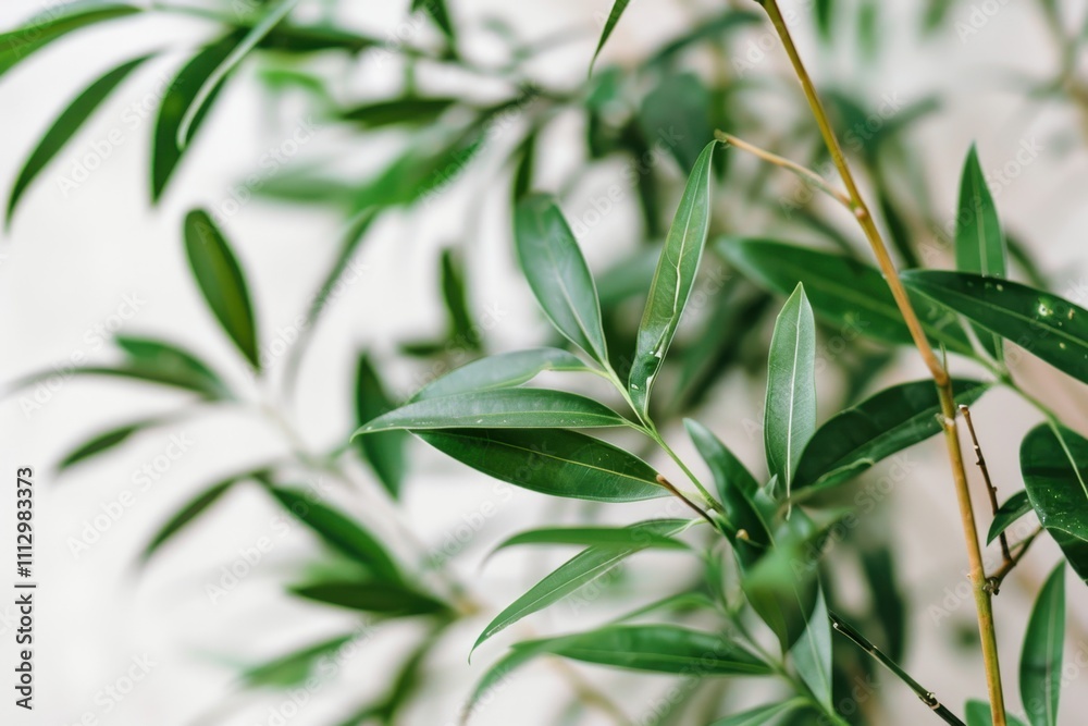 Fototapeta premium Elegant greenery: close-up of lush olive leaves against a light background