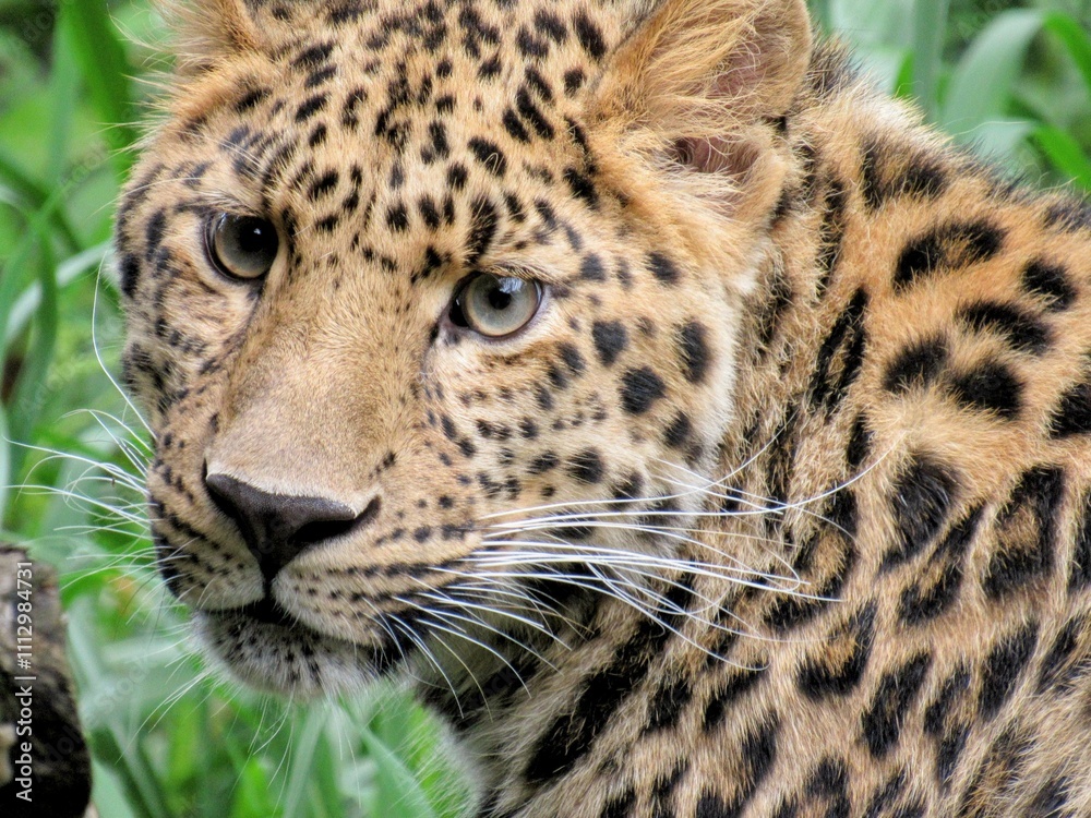 Obraz premium close up of an amur leopard in a zoo