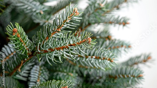 Close-up view of a pine tree with green needles, suitable for nature-themed designs and illustrations