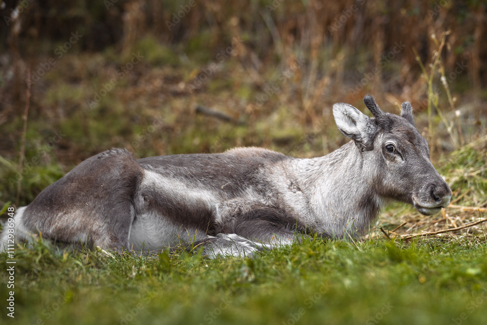 A close-up of a young reindeer resting peacefully on a grassy field, surrounded by soft natural greenery. A close-up of a young reindeer resting peacefully on a grassy field, surrounded by soft natural greenery.