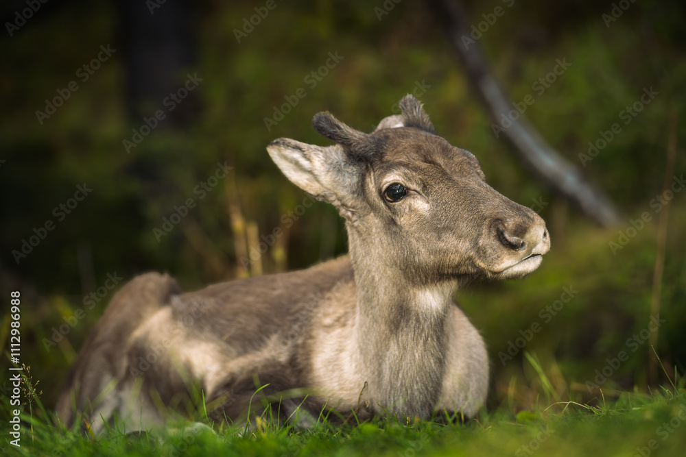 A close-up of a young reindeer resting peacefully on a grassy field, surrounded by soft natural greenery. A close-up of a young reindeer resting peacefully on a grassy field, surrounded by soft natural greenery.