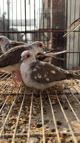Beautiful Birds in the Cage