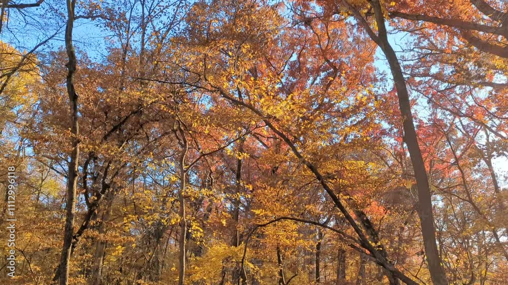 Looking up at the canopy of a forest, some tree have yellow leaves and the others with red, the leaves are blowing in a wind that moves them in a wonderful and beautiful pattern. Looking up at the canopy of a forest, some tree have yellow leaves and the others with red, the leaves are blowing in a wind that moves them in a wonderful and beautiful pattern.