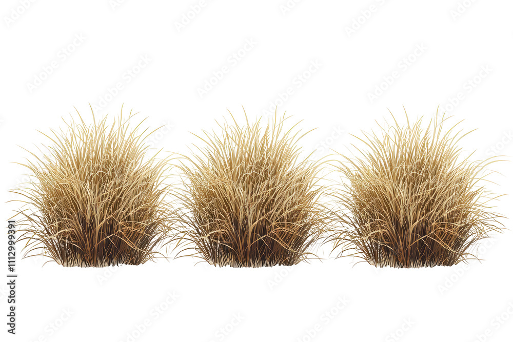 savannah dry grass on a white background