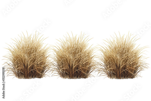 Obraz na płótnie savannah dry grass on a white background w salonie
