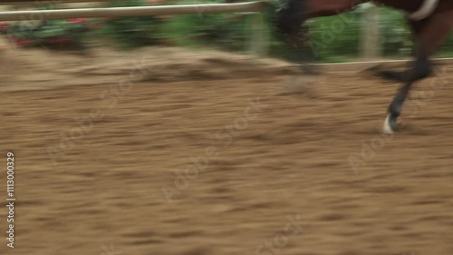 horse racing on the track