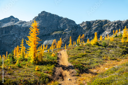 Fall Hiking Trail with Golden Larch Trees photo