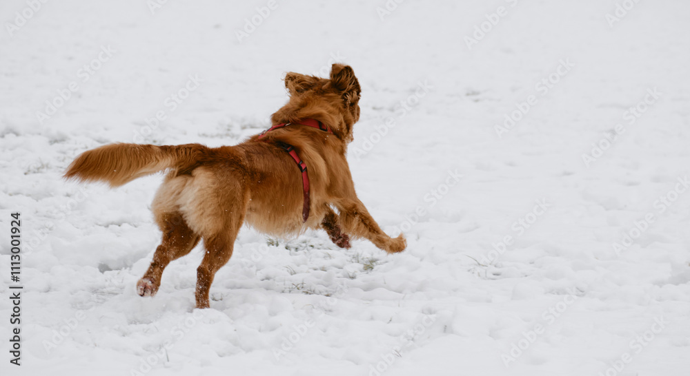 Ginger Nova Scotia duck tolling retriever - Toller actively running in the snow. A happy dog having fun outside during a winter walk. Rear view. Ginger Nova Scotia duck tolling retriever - Toller actively running in the snow. A happy dog having fun outside during a winter walk. Rear view.