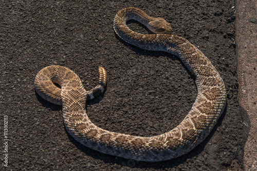 Rattle snake and rattle seen on an asphalt background of Tucson Arizona