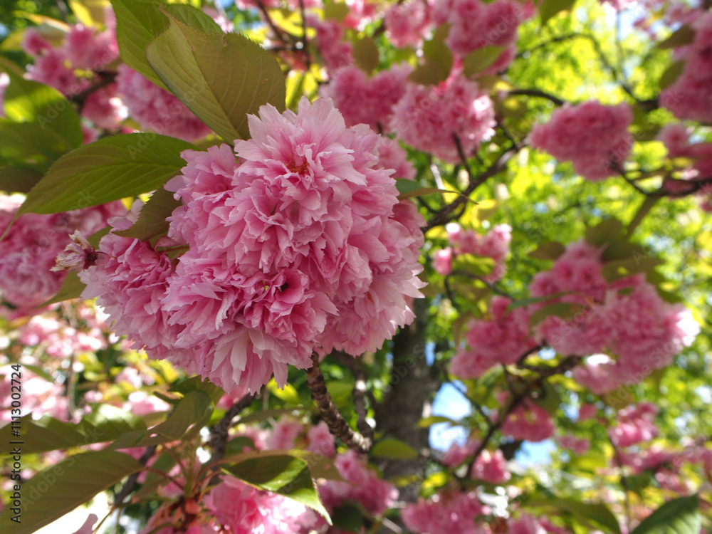 Close-up of several Japanese cherry blossoms (Prunus serrulata Lindl.) among more blossoms and leaves in Bonn, Germany Close-up of several Japanese cherry blossoms (Prunus serrulata Lindl.) among more blossoms and leaves in Bonn, Germany