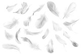 Set of feathers isolated on a white background