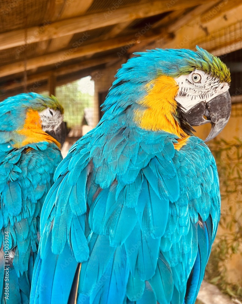 Obraz premium Two Parrots
