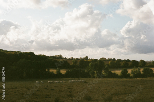 Autumn fields with cows in burgundy, France photo