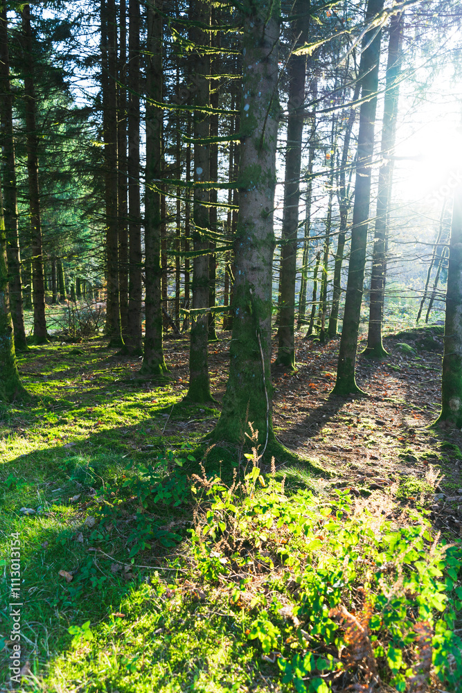 Foret en automne pour se balader Foret en automne pour se balader