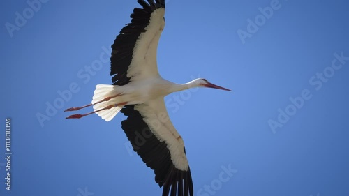 A stork in flight very close, 4K very slomo