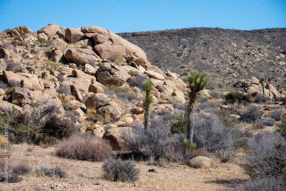Discover the Beauty of Joshua Tree National Park Today