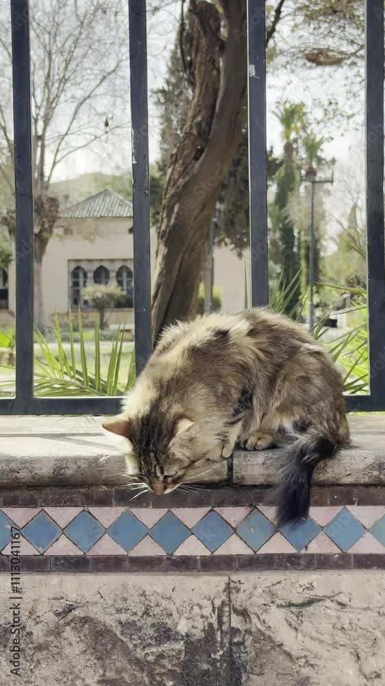 Gato tomando el sol