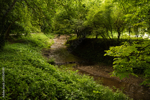 Green colors in forest during early summer photo