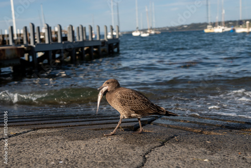 A juvenile pacific gull eating a fish she just caught photo