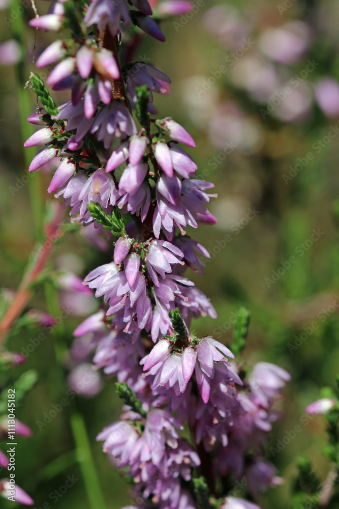 Fototapeta premium Pink heather flowers in close up