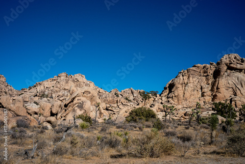 Discover the Beauty of Joshua Tree National Park Today