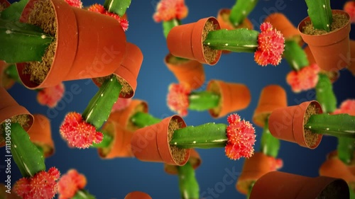 Blossoming Gymnocalycium Mihanovichi cacti in red pots falling down against the blue background photo