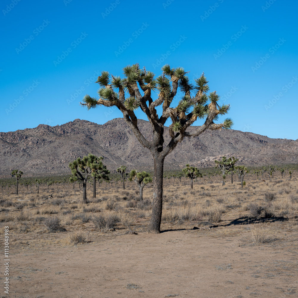 Fototapeta premium Explore Joshua Tree National Park’s Mountains and Stunning Desert Views