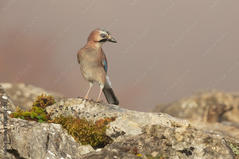 Adult Jay Perched on Rocks in Natural Habitat Adult Jay Perched on Rocks in Natural Habitat