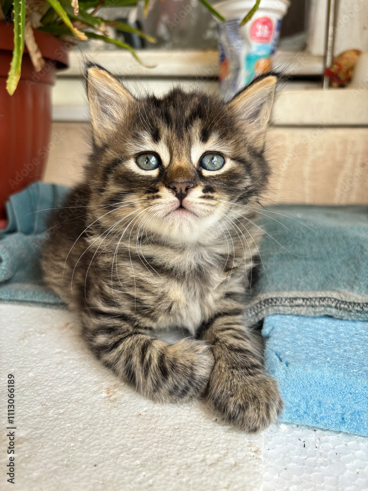 Obraz premium Portrait of a baby grey cat